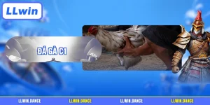 Đá gà C1