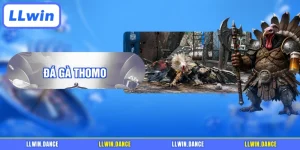 Đá gà Thomo