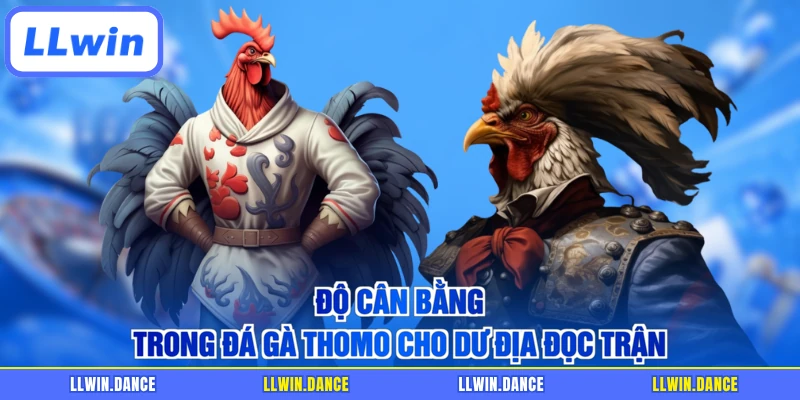 Độ cân bằng trong Đá gà Thomo cho dư địa đọc trận